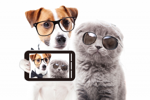 スマホを持つ犬と猫